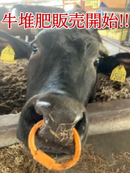 牛堆肥販売開始!!